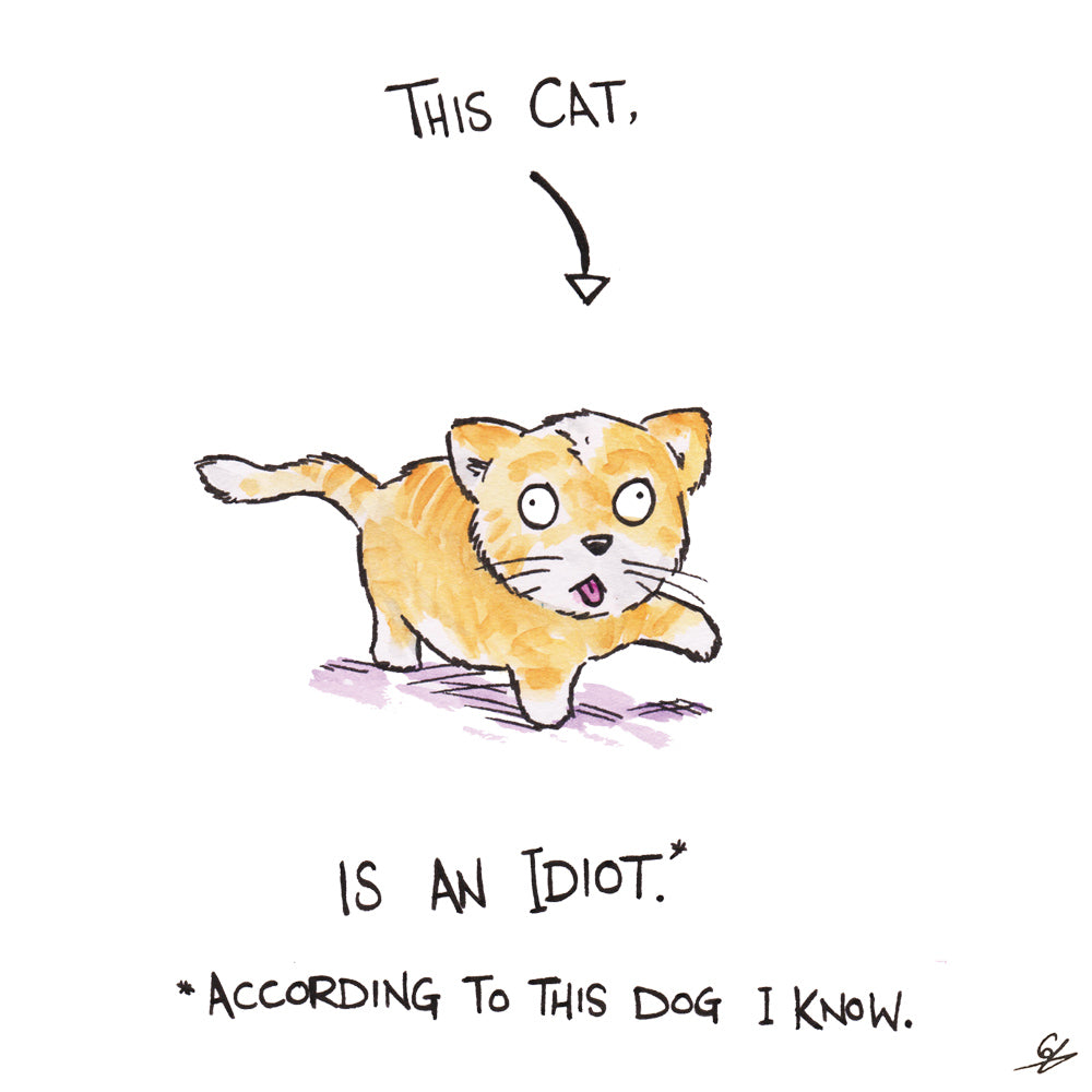 This Cat, is an idiot* *According to this Dog I know.