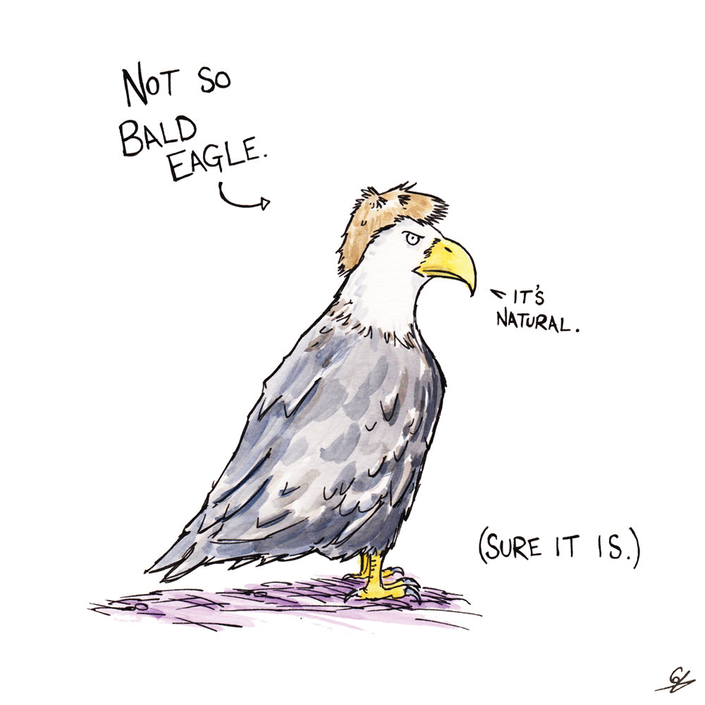 Not So Bald Eagle (Bald Eagle wearing a wig) 