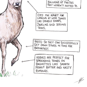 A (Probably Made Up) Guide To The Stag - A3 Print